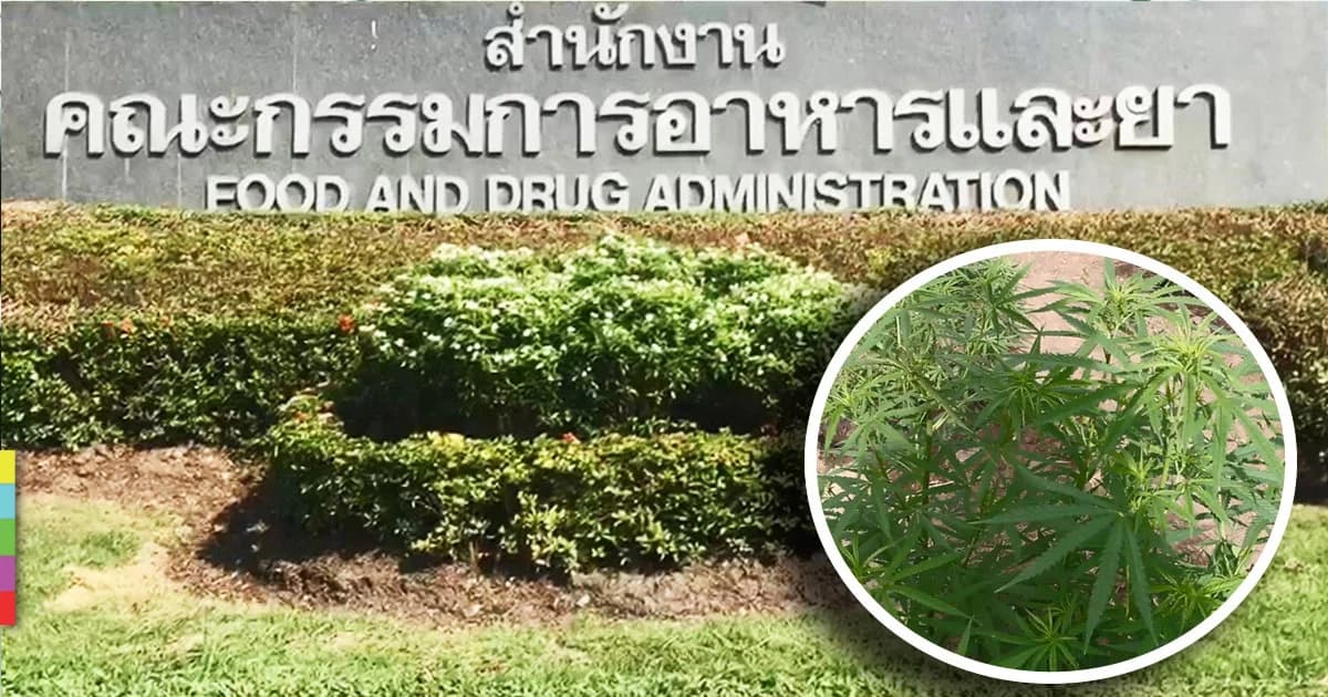 ดราม่ากัญชา ! อย.แจง ยังไม่เคยอนุญาตให้ปลูกในพื้นที่เป็นไร่ ตามที่เป็นข่าว