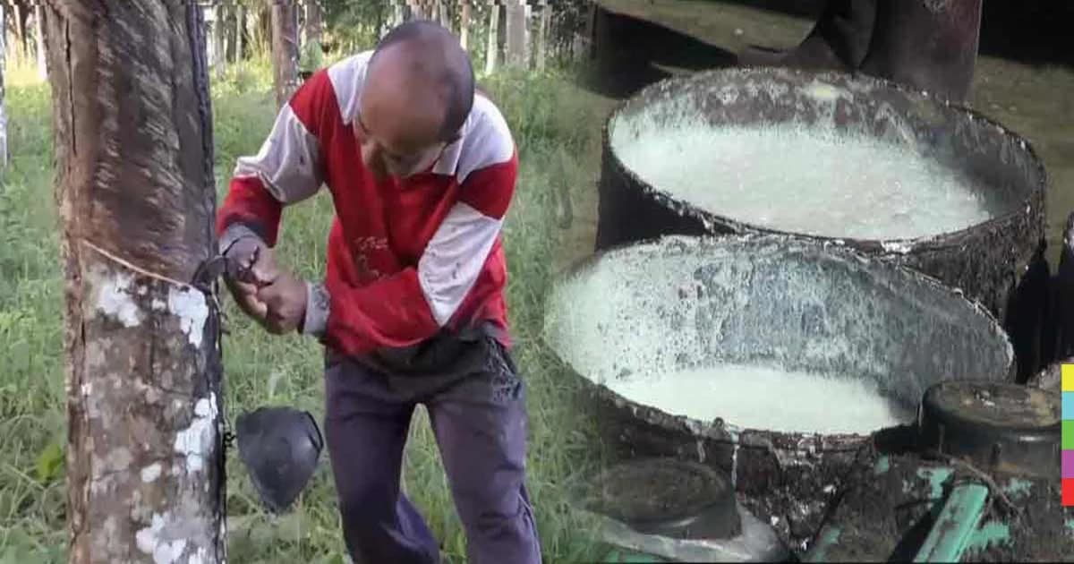 ครม.เห็นชอบเพิ่มสินค้าควบคุม 6 รายการ ไฟเขียว ! อนุมัติบัญชี “ยางพารา”