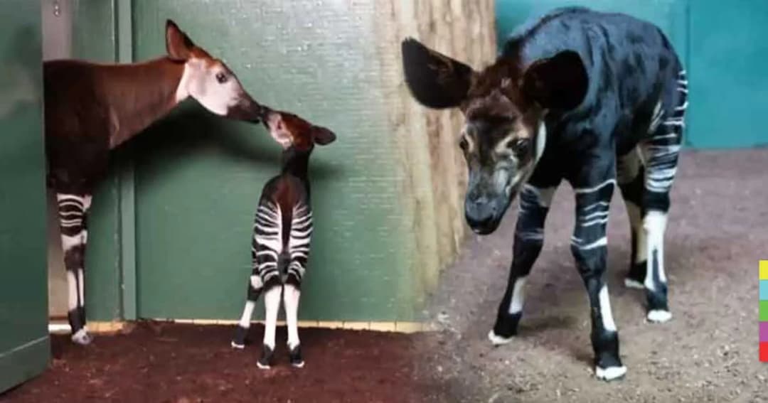 สุดน่ารัก ! สวนสัตว์อังกฤษเปิดตัวลูก “โอคาพี” ตั้งชื่อตามพระคู่หมั้นเจ้าชายแฮร์รี