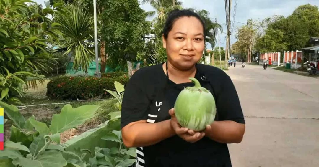 มะเขือเปราะยักษ์ ! หนัก 1 กก. ใหญ่เท่าลูกมะพร้าว