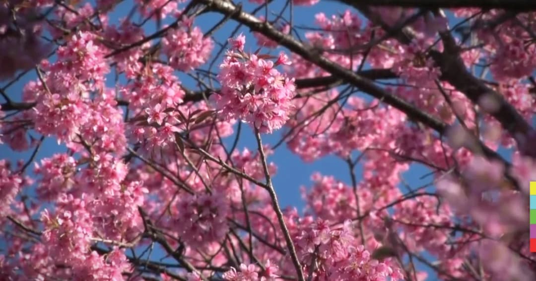 นทท.แห่ชมดอกพญาเสือโคร่ง กลางหุบเขาที่ขุนวาง