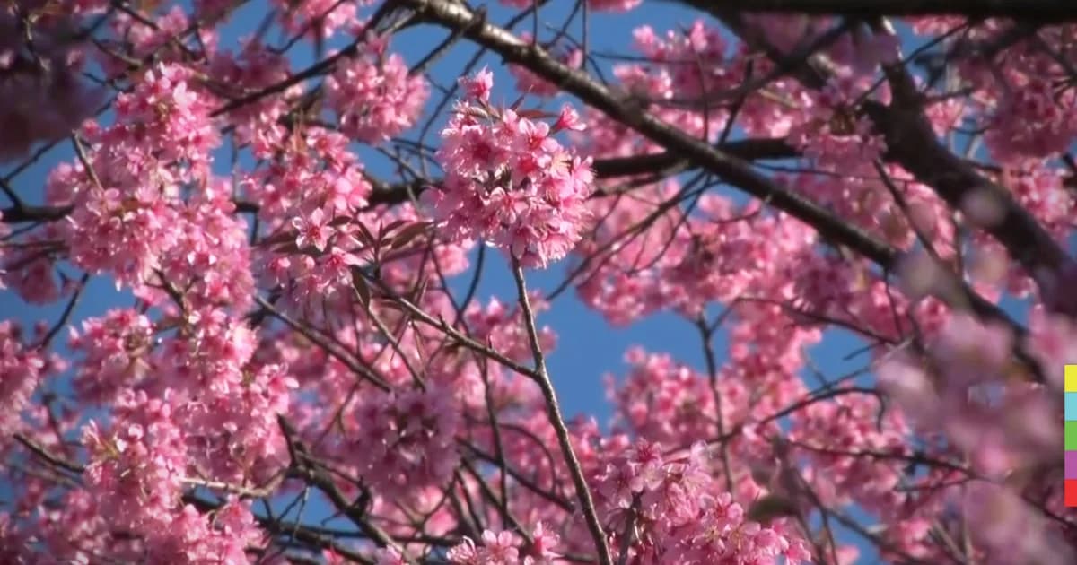 นทท.แห่ชมดอกพญาเสือโคร่ง กลางหุบเขาที่ขุนวาง