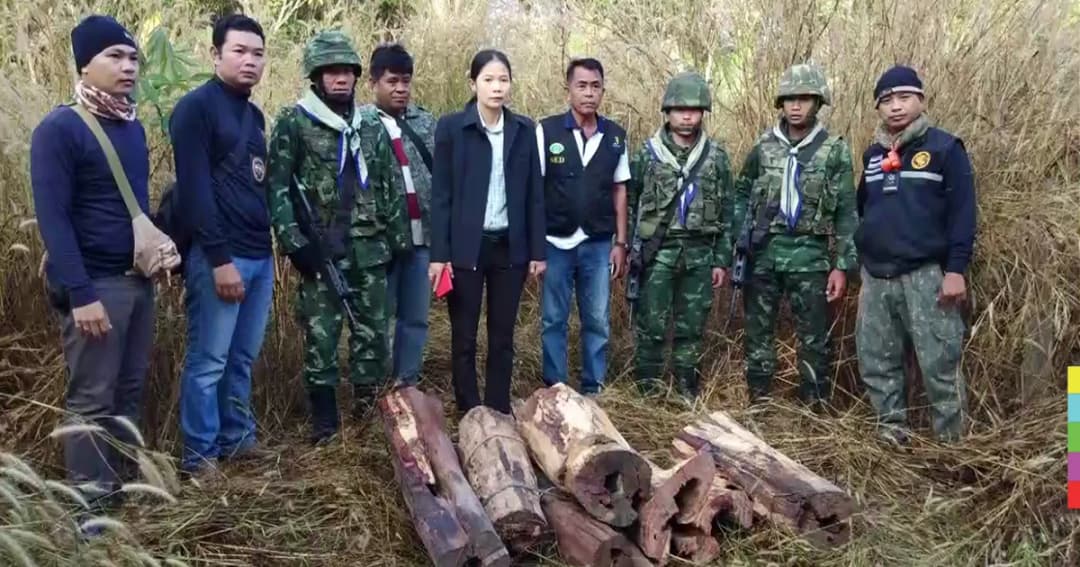 บุกยึด ‘ไม้พะยูง’ ซุกป่าชายแดนเขมร มอดไม้ไหวตัวหนีทัน