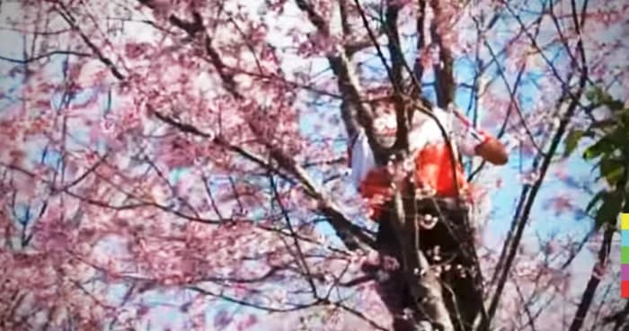 สวยจนห้ามใจไม่ไหว ! นทท.ปีนต้นพญาเสือโคร่งถ่ายเซลฟี่