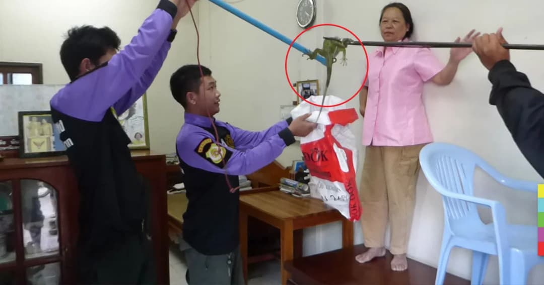 แตกตื่น ! อีกัวน่าบุกบ้าน ปชช. คาดหลุดจากกรงเลี้ยง