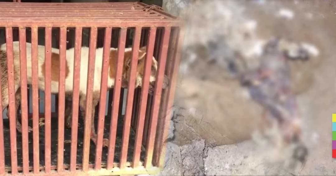 บุกช่วยสุนัขถูกขังในบ้านนานกว่า 6 ปี – พบซากสุนัขแห้งตาย