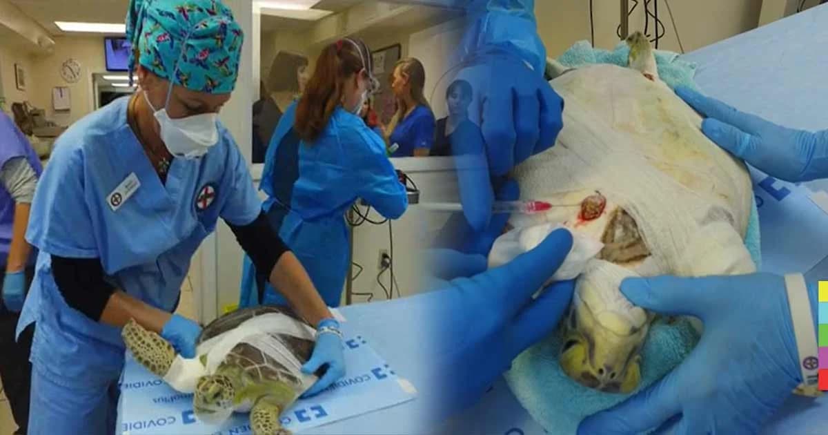 สุดล้ำ ! สัตว์แพทย์สหรัฐฯ คิดวิธีรักษาเนื้องอกเต่าทะเลด้วยกระแสไฟฟ้า