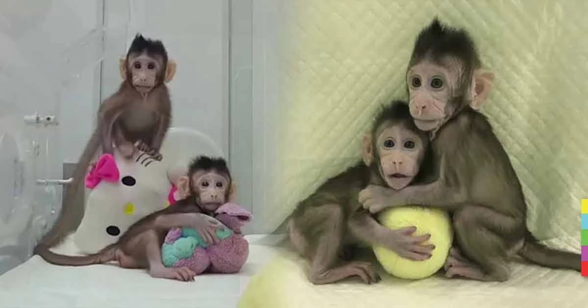 นักวิทยาศาสตร์จีน “โคลนนิ่งลิง” สำเร็จเป็นครั้งแรก