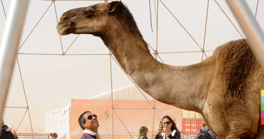 อูฐ 12 ตัว ถูกตัดสิทธิ์เข้าประกวด หลังพบฉีดโบท็อกซ์เรียกคะแนน