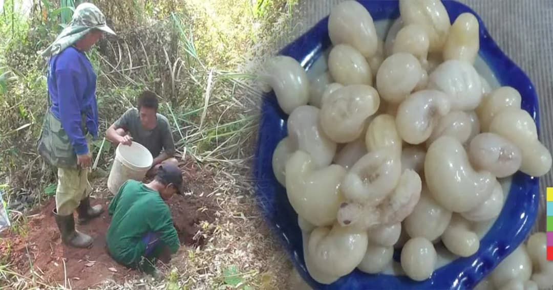 ขุดไข่แมงมันขาย กก.ละเกือบ 2 พัน สุดยอดเมนูหายาก 1 ปี มีครั้งเดียว