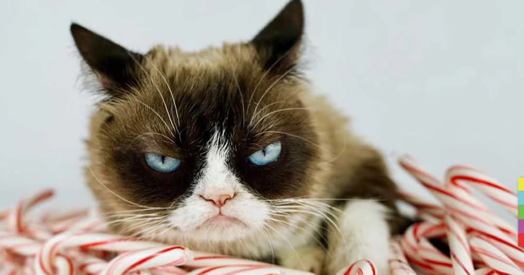 “น้องแมวหน้าบูด” ชนะคดีถูกละเมิดลิขสิทธิ์ รับค่าเสียหาย 22 ลบ.