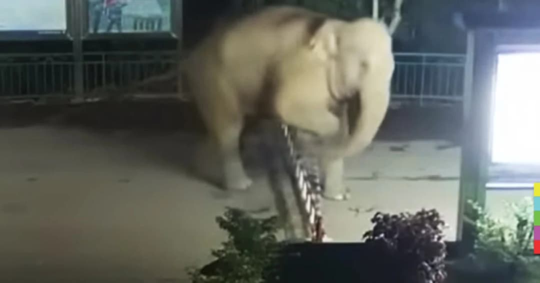 ช้างป่าเดินเล่นกลางดึก ข้ามพรมแดนจีน – ลาว