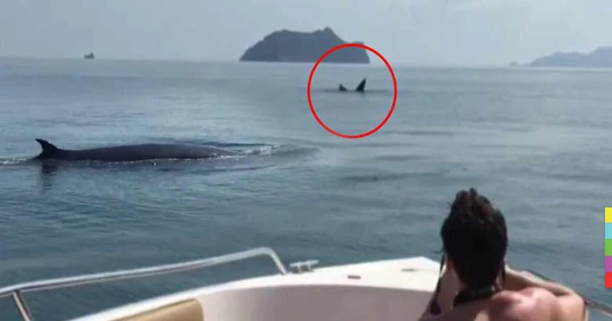 นทท.ฮือฮา ! พบ ‘วาฬบรูด้า’ โผล่หมู่เกาะอ่างทอง