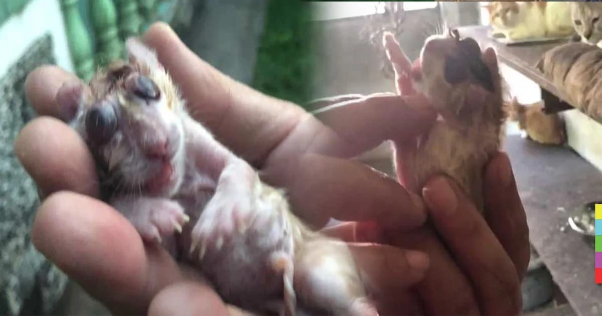 ฮือฮา ! พบลูกแมวเกิดใหม่หน้าตาเหมือนหนู เซียนหวยแห่ตีเลขเด็ด