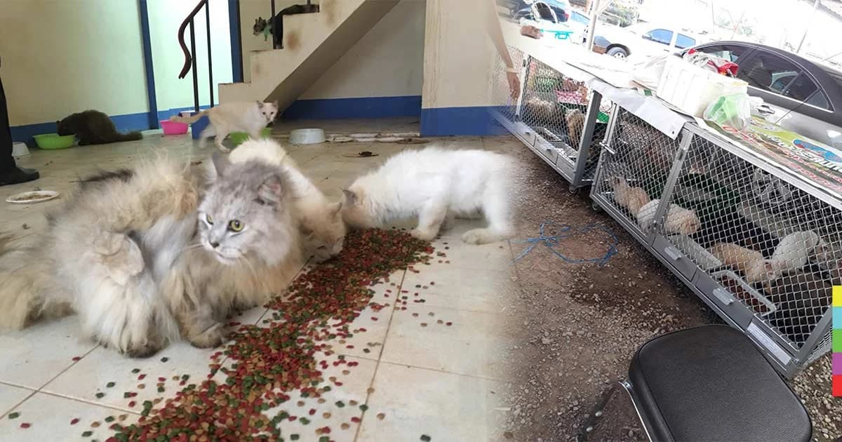 ปศุสัตว์สุราษฎร์ฯ พบแมวเปอร์เซีย 13 ตัว ถูกทิ้งทาวน์เฮ้าส์ ปล่อยหิวโซนาน 2 เดือน