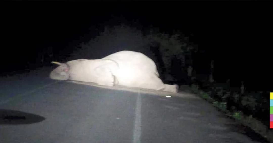 ภาพหาชมยาก ! ช้างป่าสุดน่ารักนอนหลับเพลิน กลางถนนเขาใหญ่