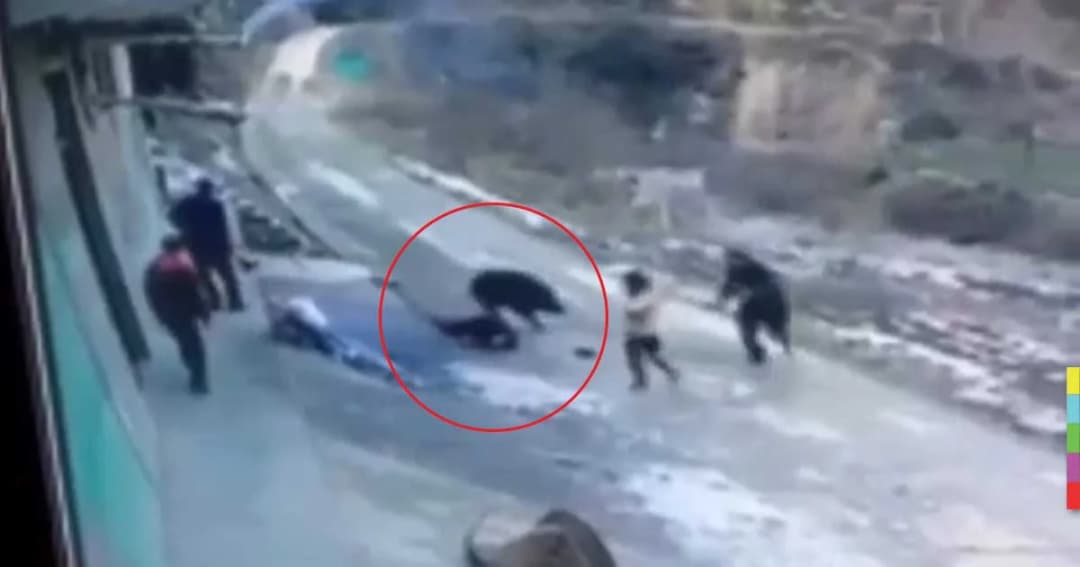 คลิปสยอง! หมูป่าอาละวาดทำร้ายชาวบ้าน ตาย 1 เจ็บ 1