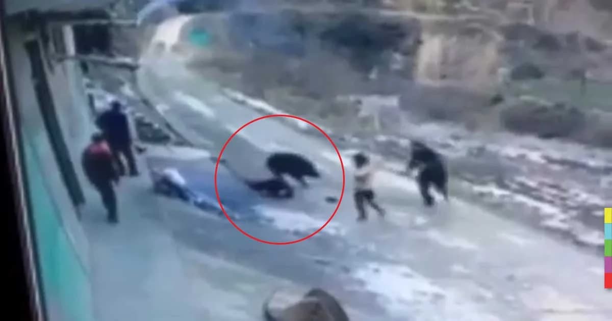 คลิปสยอง! หมูป่าอาละวาดทำร้ายชาวบ้าน ตาย 1 เจ็บ 1