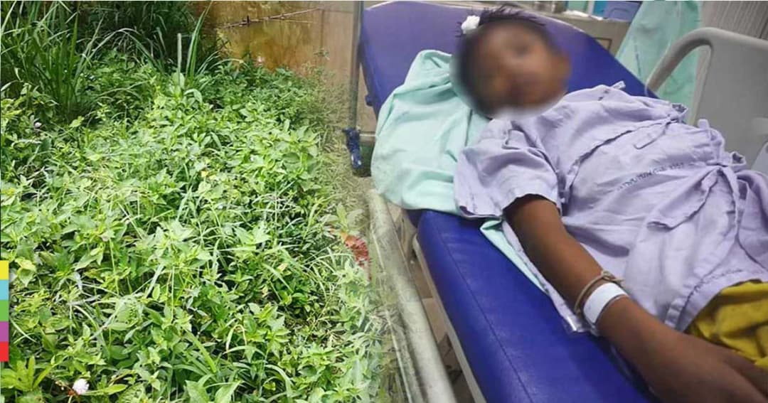 เด็กชายวัย 9 ขวบ เก็บผักบุ้งริมทาง ถูกยิง หัวกระสุนฝังศีรษะ