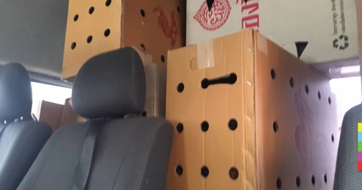 อันตราย ! รถตู้ขนไก่มากับคน เสี่ยงติดเชื้อโรค ขนส่งเรียกปรับ