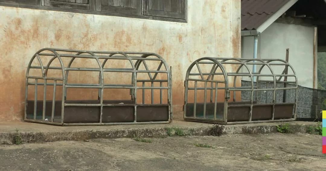 กรมปศุสัตว์ แจง ฆ่าหมา-แมว 200 ตัว ไม่ใช่การทารุณกรรมสัตว์