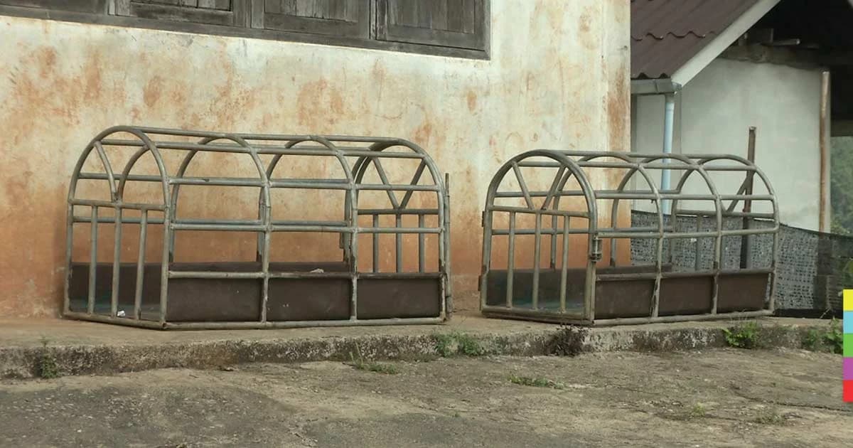 กรมปศุสัตว์ แจง ฆ่าหมา-แมว 200 ตัว ไม่ใช่การทารุณกรรมสัตว์