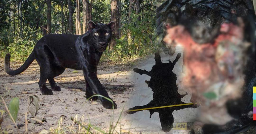 เผยข้อมูลเศร้า ‘เสือดำ’ ป่าทุ่งใหญ่ เป็นสัตว์ใกล้สูญพันธุ์ของโลก