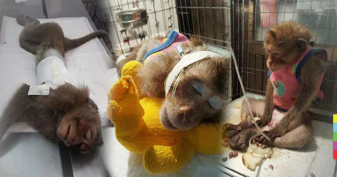 สุดยื้อ ! ‘เจ้าสเก็ต’ ลิงน้อยบางขุนเทียนตายแล้ว หลังถูกคนใจบาปยิงจนตาย