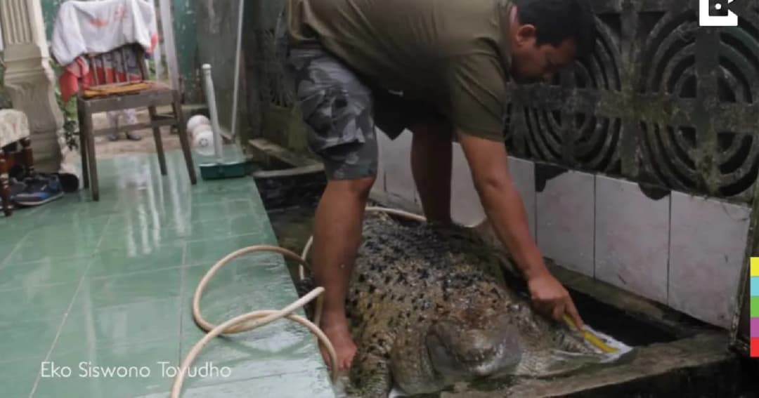 ตะลึง! ครอบครัวอินโดนีเซียเลี้ยงจระเข้เป็นสัตว์เลี้ยงมานาน 20 ปี