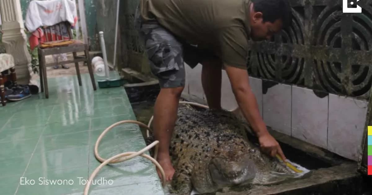 ตะลึง! ครอบครัวอินโดนีเซียเลี้ยงจระเข้เป็นสัตว์เลี้ยงมานาน 20 ปี