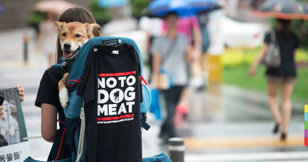 ร้านอาหารเนื้อสุนัขไม่หยุดขาย ช่วงศึกโอลิมปิกในเกาหลีใต้