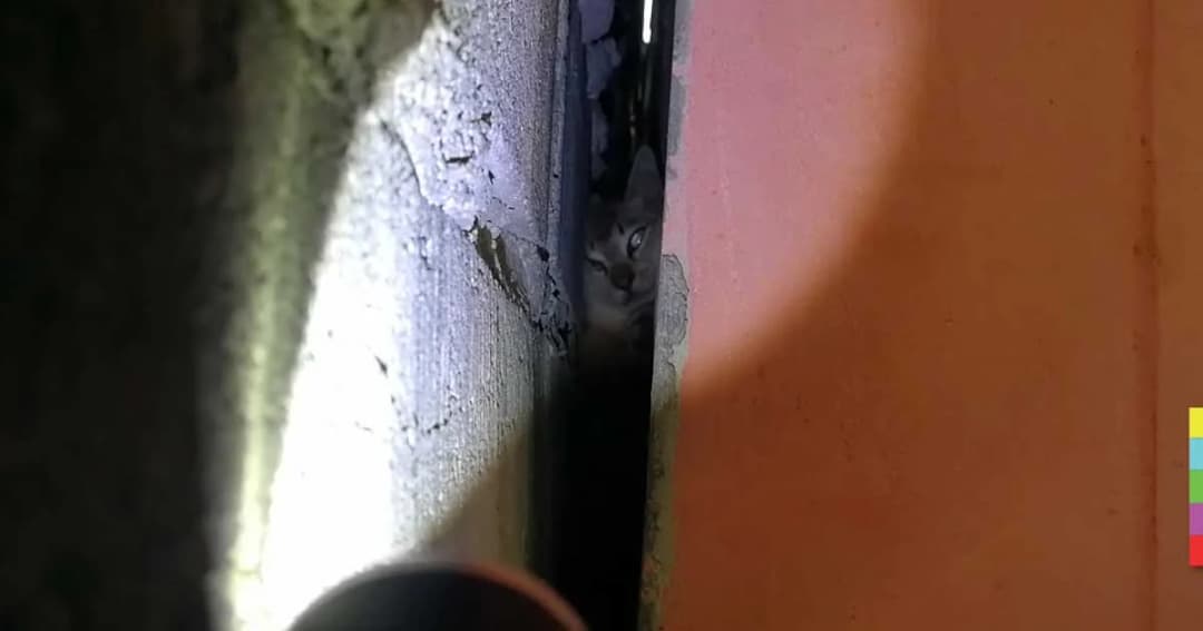 ยอมทุบผนังบ้าน ! ช่วยน้องแมวสุดซน ติดซอกแคบออกมาไม่ได้