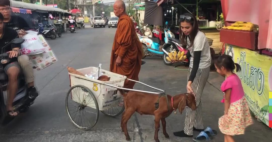 โผล่อีกหน ! ‘พระหนูที’ ใช้แพะลากรถเข็นออกบิณฑบาต