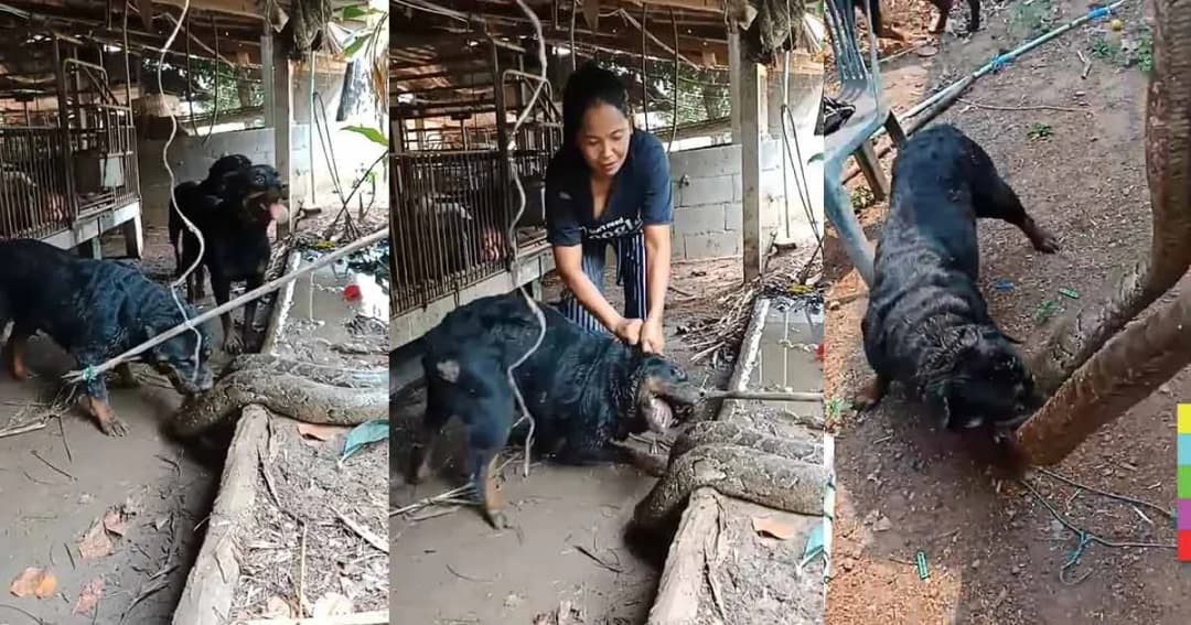 เข้าผิดบ้านแล้ว ! งูเหลือมยักษ์ เจอ 4 ร็อตไวเลอร์ไล่กัดเจ็บน่วม