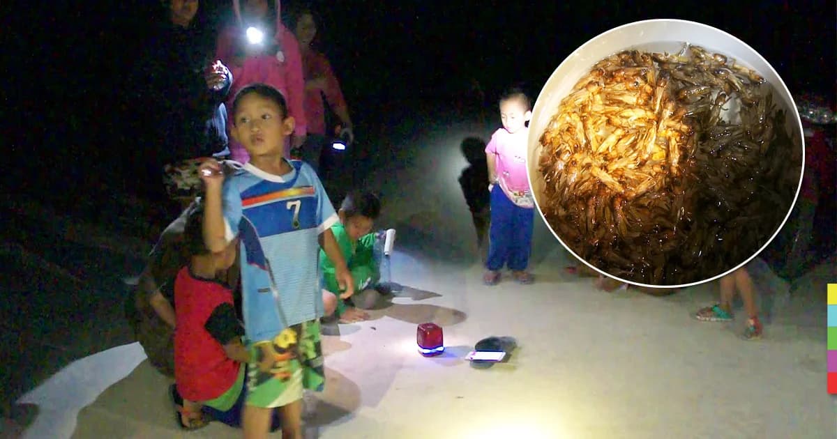 ชาวบ้านยุค 4.0 ! เปิดยูทูปจับ ‘แมงกระชอน’ ขายรายได้ดี