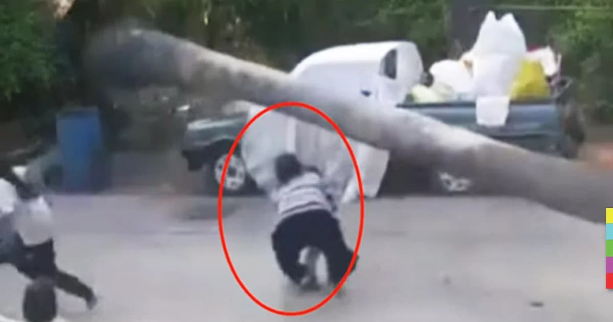 โกงความตาย ! ต้นตาลโค่น หวิดทับ เด็ก 2 ขวบ