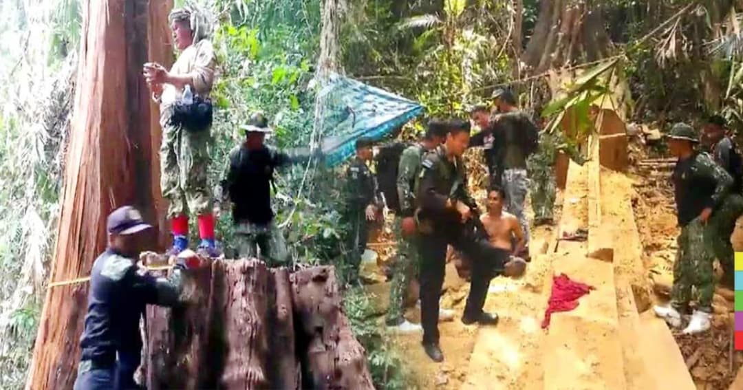 บุกจับมอดไม้ลอบตัดต้นตะเคียนอายุกว่า 400 ปี ส่งขายผิดกฎหมาย