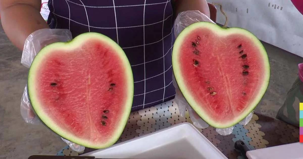 ปลูก “แตงโมรูปหัวใจ” ปลอดสารพิษ ขายดีรับเทศกาลวาเลนไทน์