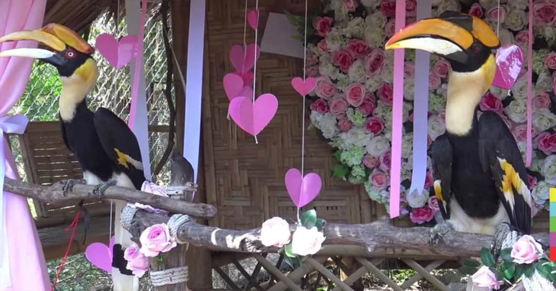 สวนสัตว์ทำเก๋ ! จัดพิธีฉลองวิวาห์ ‘นกเงือก’ ครบรอบ 1 ปี