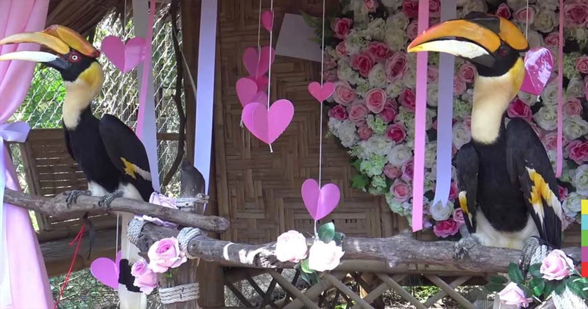 สวนสัตว์ทำเก๋ ! จัดพิธีฉลองวิวาห์ ‘นกเงือก’ ครบรอบ 1 ปี