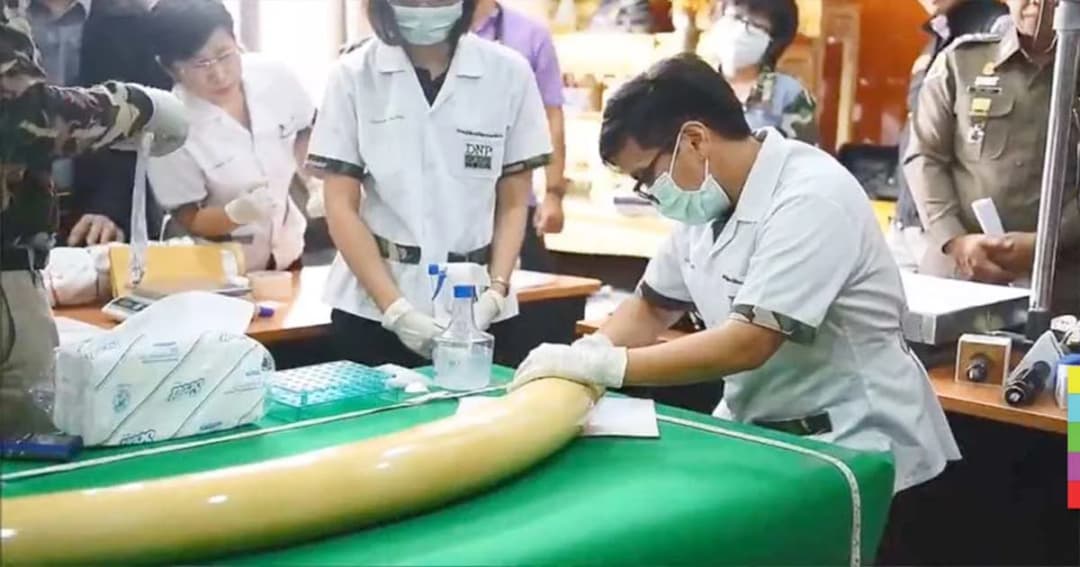 ปทส. ลุยตรวจดีเอ็นเองาช้างบ้าน ‘เปรมชัย’ ส่อโดนอีกข้อหา