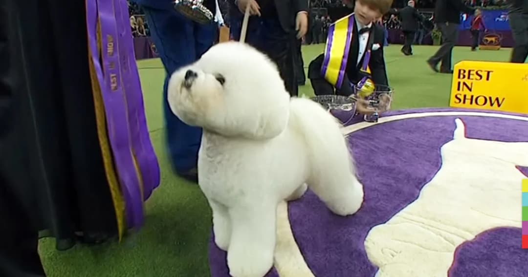 สุนัขพันธุ์บีชงฟรีเซ คว้าแชมป์ประกวดสุนัขระดับโลกในสหรัฐฯ
