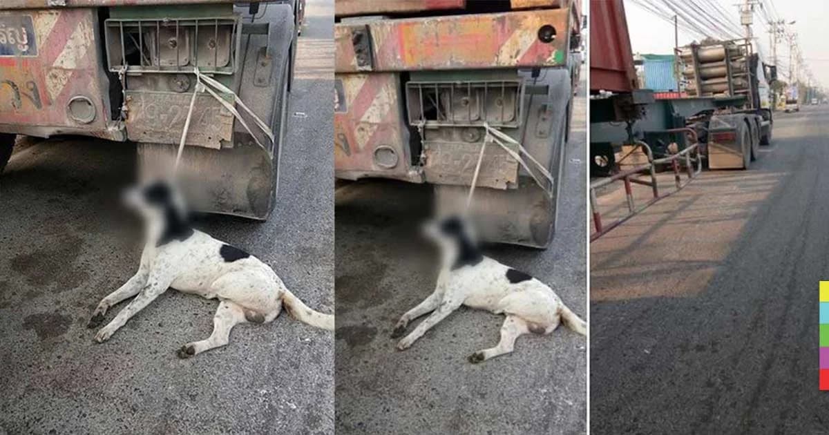 จิตใจทำด้วยอะไร ! สุนัขพิการสามขา ถูกจับผูกคอห้อยท้ายรถพ่วง