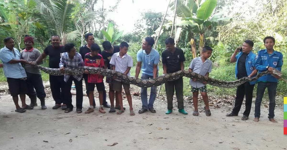 กู้ภัยถึงกับผงะ ! จับงูเหลือมยักษ์ยาว 6 เมตร หนัก 100 กก. เลื้อยข้างบ้าน