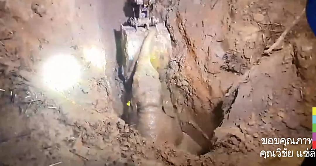 นาทีประทับใจ ! จนท.ช่วยลูกช้างป่าพลัดตกบ่อ รอดชีวิต