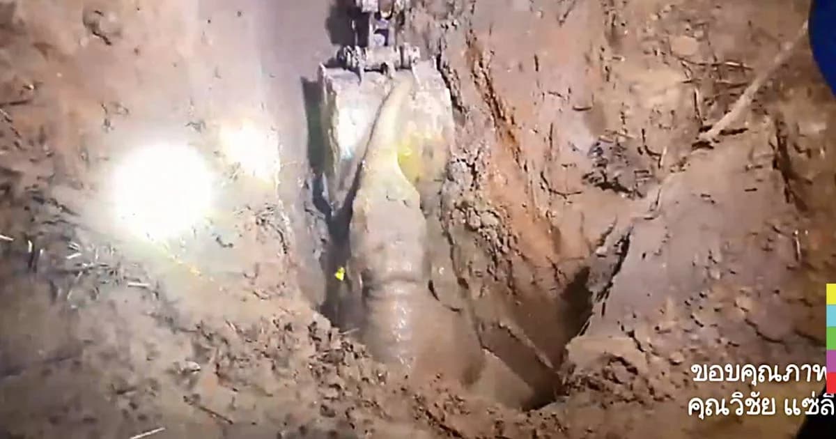 นาทีประทับใจ ! จนท.ช่วยลูกช้างป่าพลัดตกบ่อ รอดชีวิต