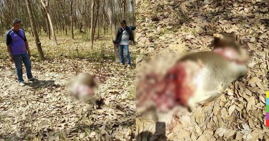 สุดเหี้ยม ! คนร้ายฆ่าตัดขาลูกวัวทั้งเป็น ทิ้งไว้เหลือแต่ตัวตายกลางป่า