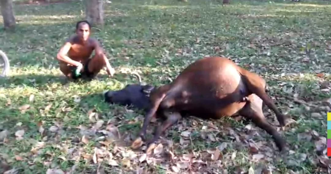 ใจร้าย ! คนร้ายวางยาเบื่อวัว ชักตายคาสวนยาง 5 ตัว