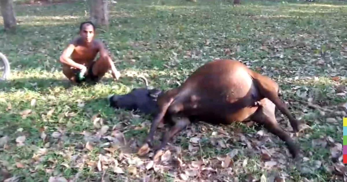 ใจร้าย ! คนร้ายวางยาเบื่อวัว ชักตายคาสวนยาง 5 ตัว