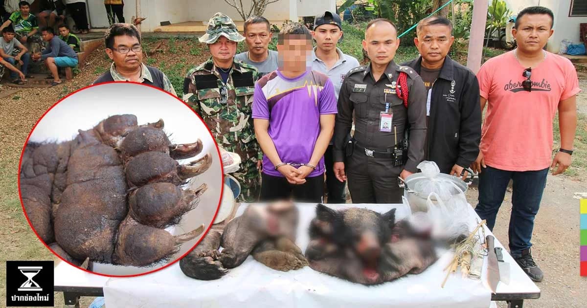 รวบหนุ่มชำแหละซาก ‘หมีควาย’ ตัดอุ้งตีนขาย อ้างติดบ่วงจนตาย